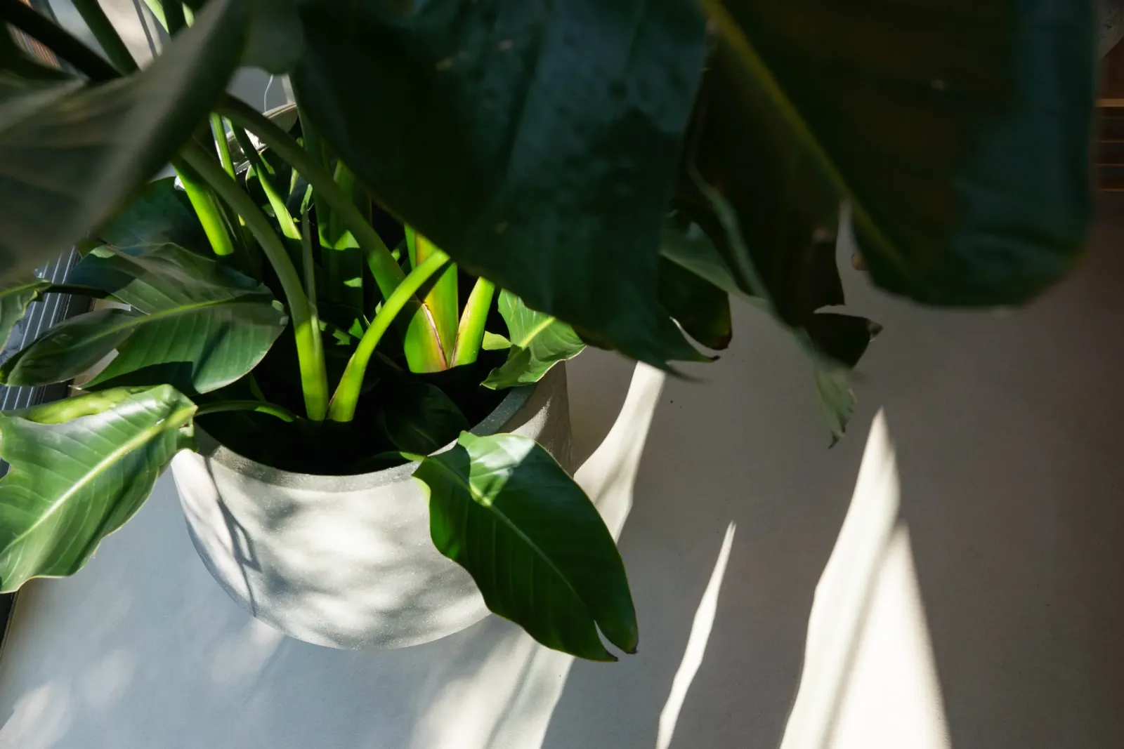 Showroom Microcement Studio Eindhoven — foto 11